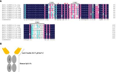 Development of a Humanized VHH Based Recombinant Antibody Targeting Claudin 18.2 Positive Cancers